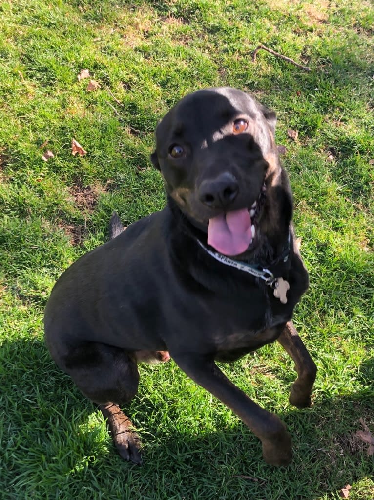 Snoop, an American Pit Bull Terrier and Chow Chow mix tested with EmbarkVet.com