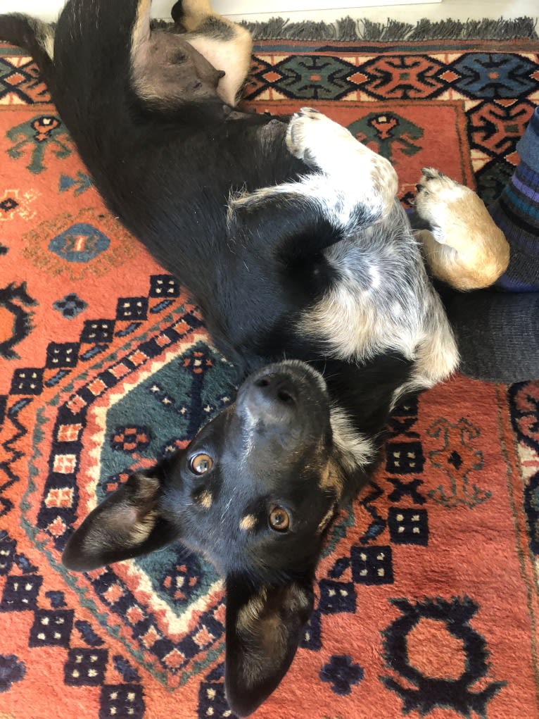 Noosa, an Australian Cattle Dog and German Shepherd Dog mix tested with EmbarkVet.com