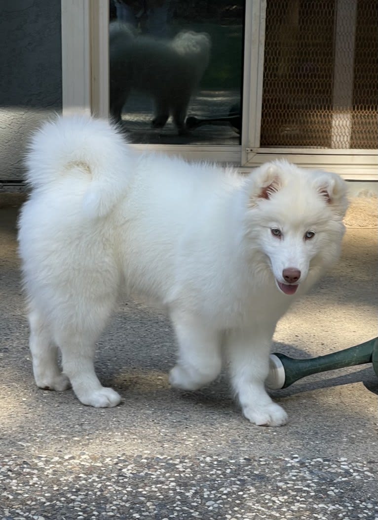 Aspen of Freedom Huskies, a Siberian Husky tested with EmbarkVet.com