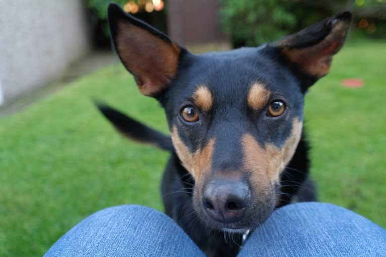 Tempo, an European Village Dog tested with EmbarkVet.com