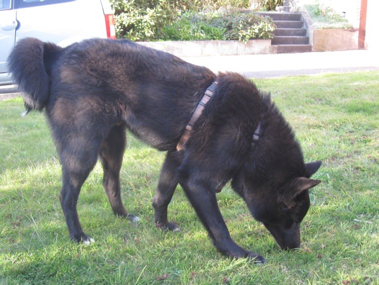 Strolch, a Canaan Dog tested with EmbarkVet.com