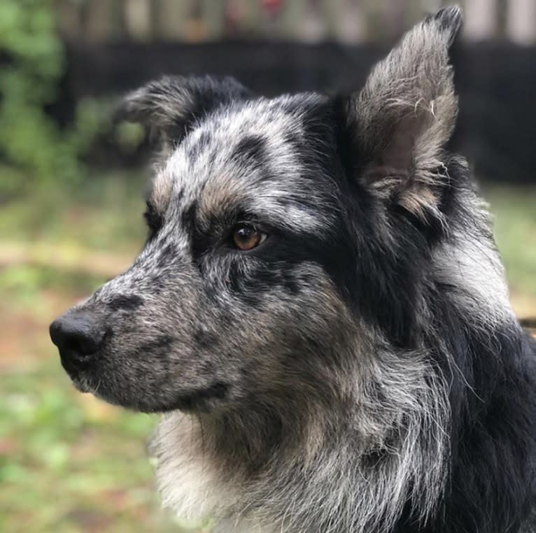 Dakota, an Australian Shepherd tested with EmbarkVet.com