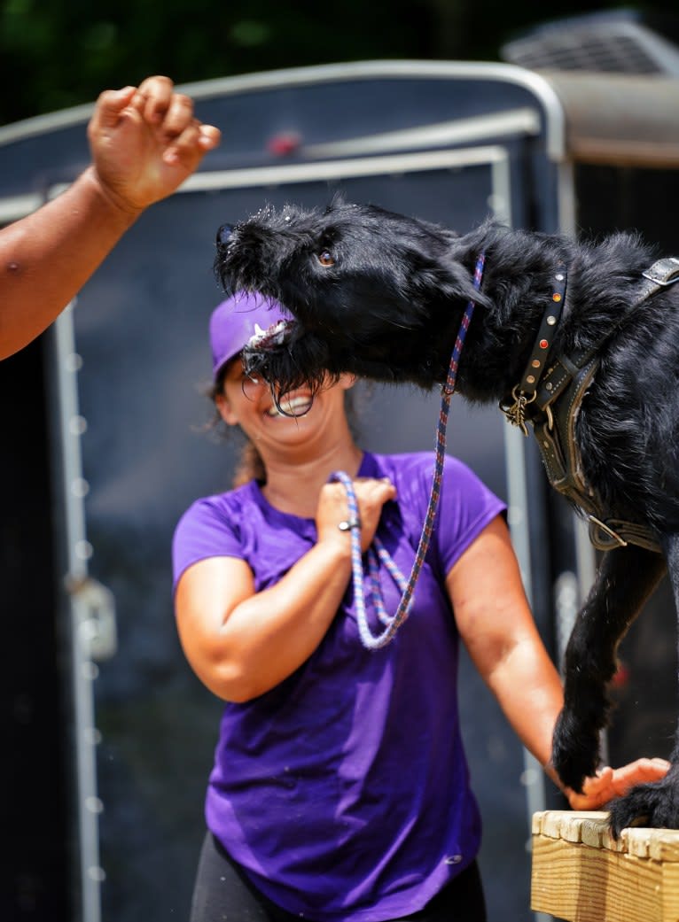 Vaatu, a Black Russian Terrier and Belgian Malinois mix tested with EmbarkVet.com