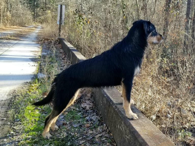 Dayna, a Labrador Retriever and Doberman Pinscher mix tested with EmbarkVet.com