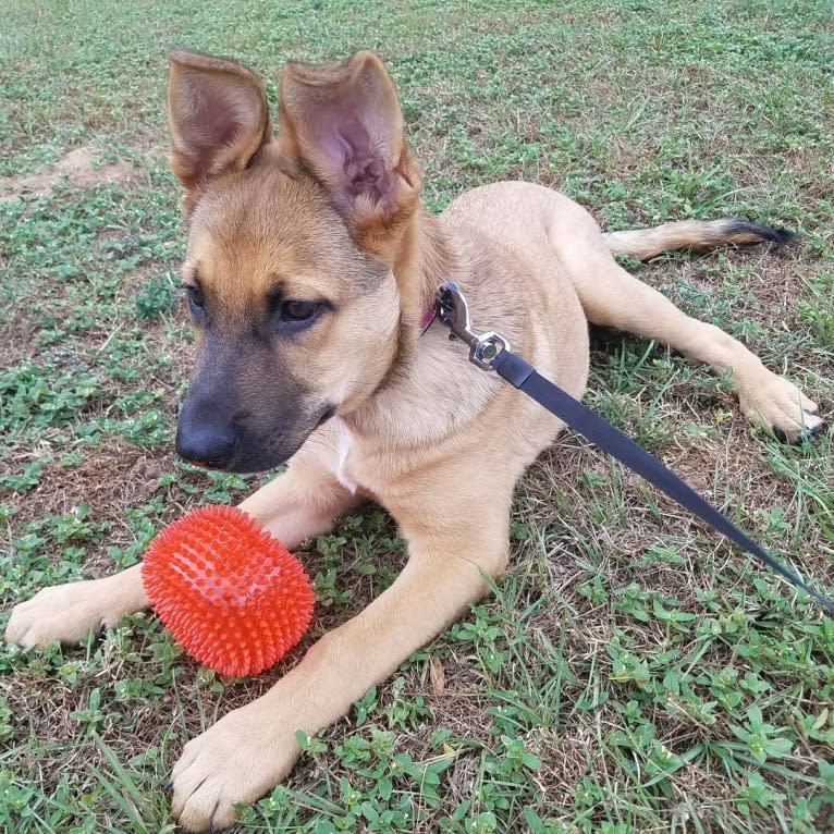 Max, a German Shepherd Dog and Rat Terrier mix tested with EmbarkVet.com