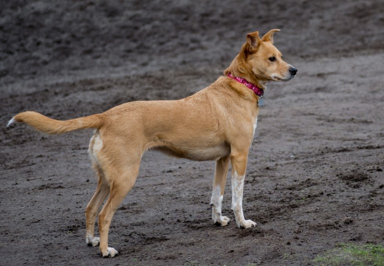 Zoe, an Australian Cattle Dog and Rat Terrier mix tested with EmbarkVet.com