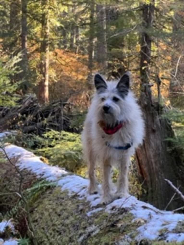 Gimli, a Miniature Schnauzer and Australian Cattle Dog mix tested with EmbarkVet.com