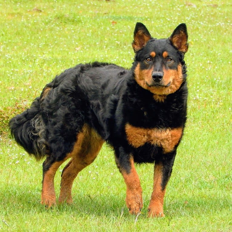 Astharoshe, an Australian Cattle Dog and Chow Chow mix tested with EmbarkVet.com