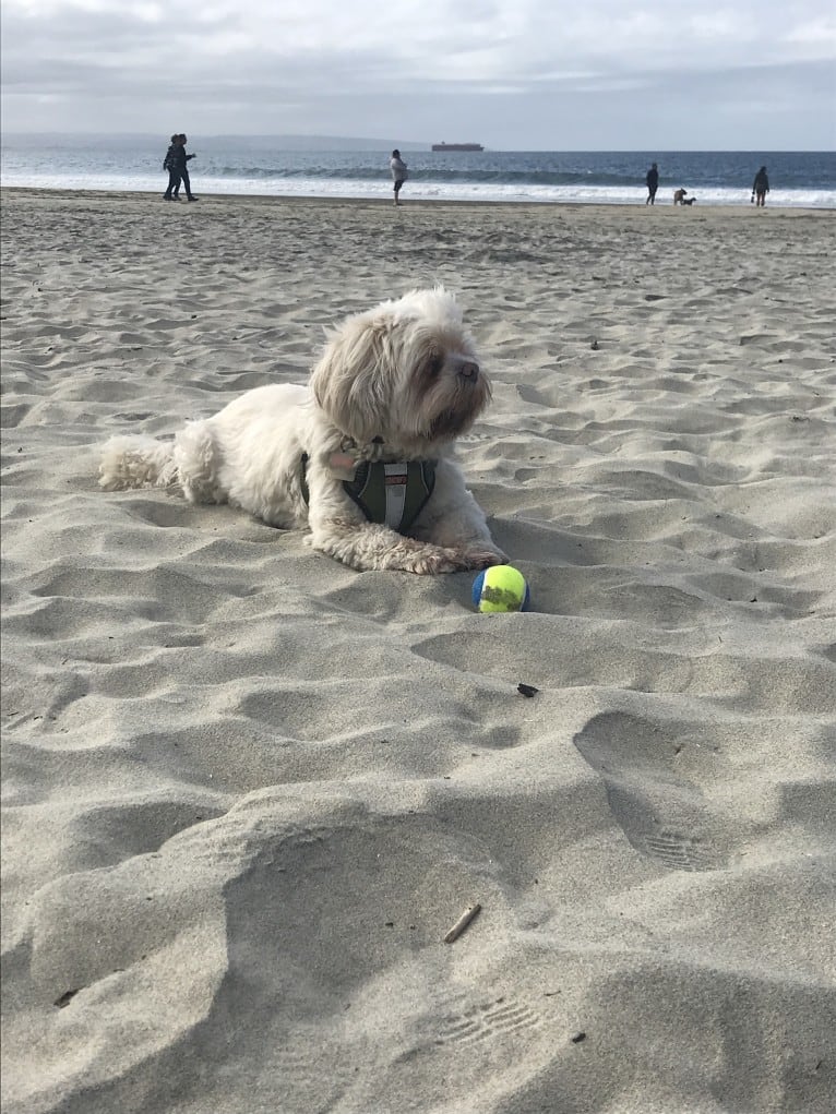 Ollie, a Lhasa Apso tested with EmbarkVet.com