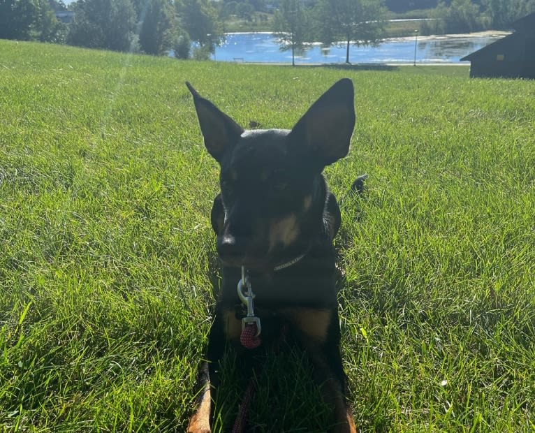 Killua, an Australian Cattle Dog and Cavalier King Charles Spaniel mix tested with EmbarkVet.com