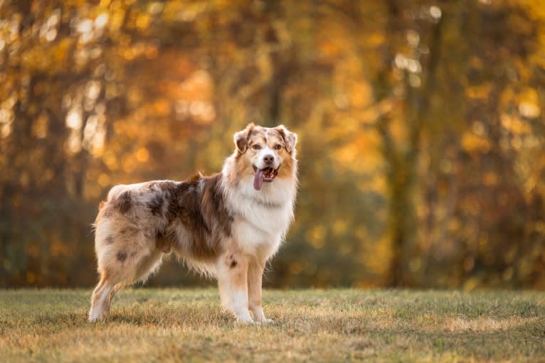 Neville, an Australian Shepherd tested with EmbarkVet.com