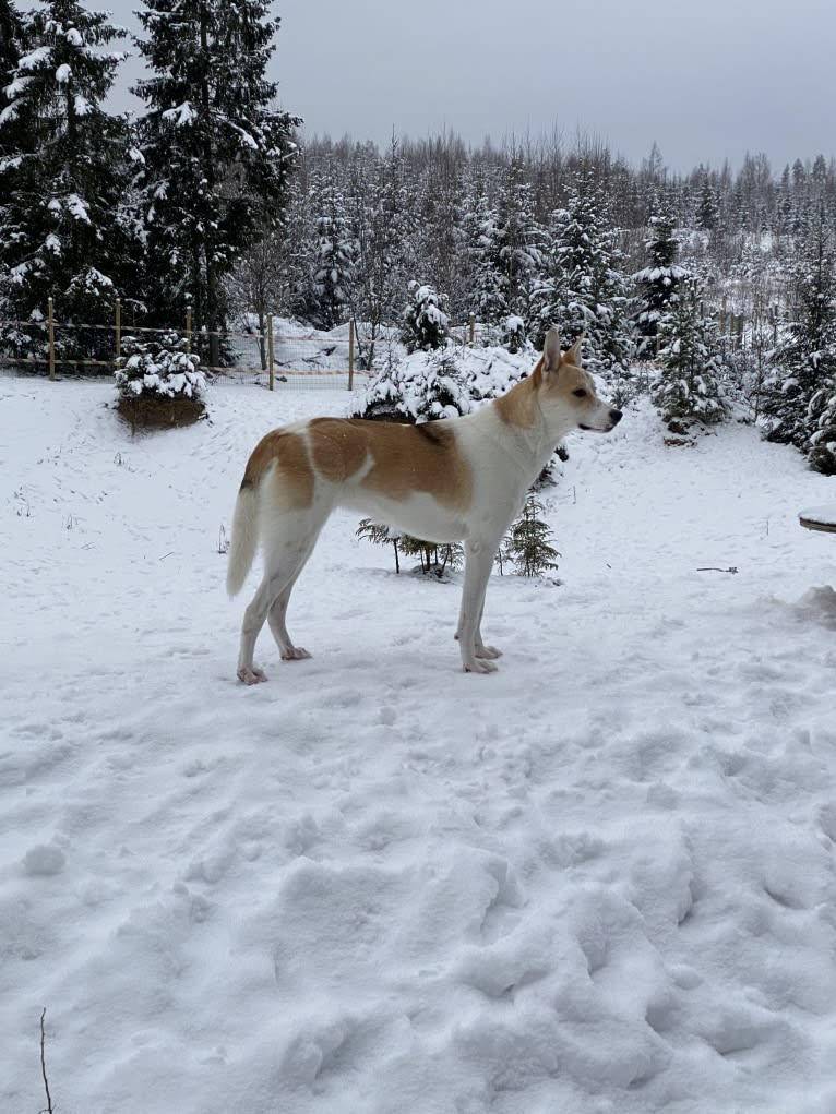 Taika, an Eastern European Village Dog tested with EmbarkVet.com