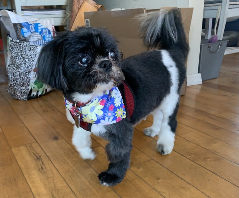 DAJ, a Shih Tzu tested with EmbarkVet.com