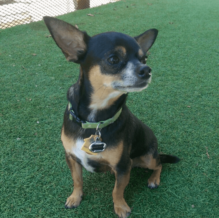Hesher, a Chihuahua tested with EmbarkVet.com