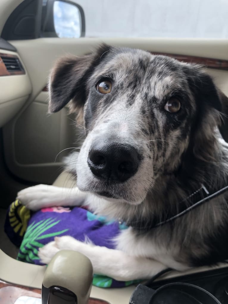 Zuzu, a Border Collie tested with EmbarkVet.com