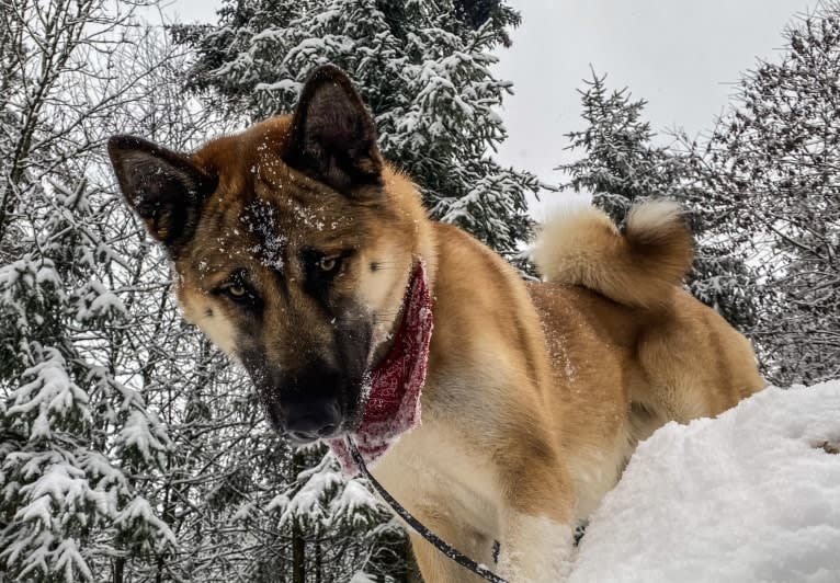 Anouk, a Yakutian Laika and Akita Inu mix tested with EmbarkVet.com