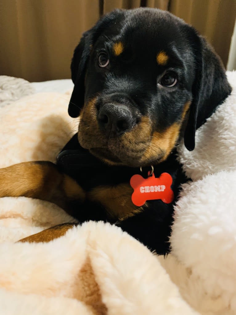 Chompy, a Rottweiler tested with EmbarkVet.com