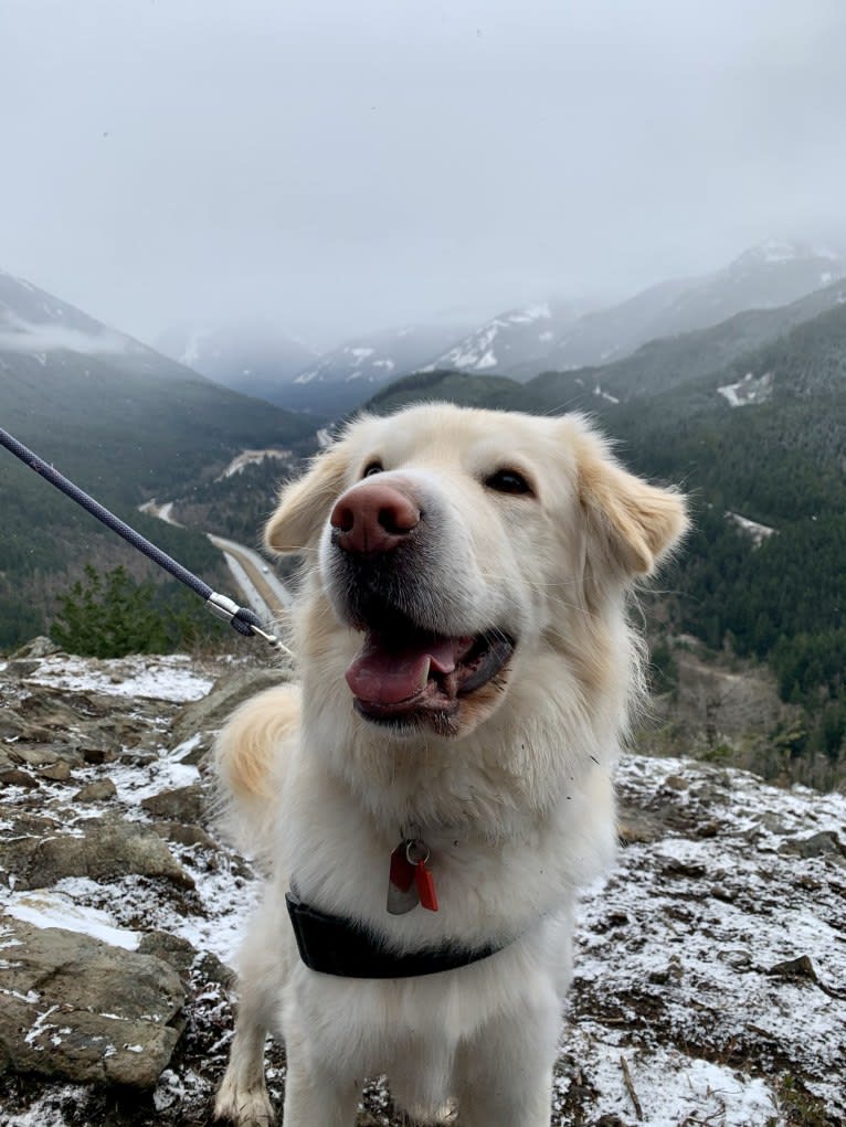 Koa, a Siberian Husky and Golden Retriever mix tested with EmbarkVet.com