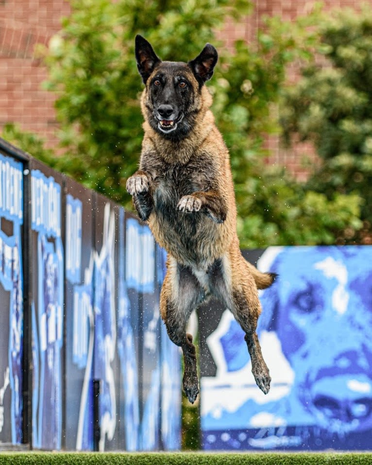 Nico, a Belgian Shepherd tested with EmbarkVet.com