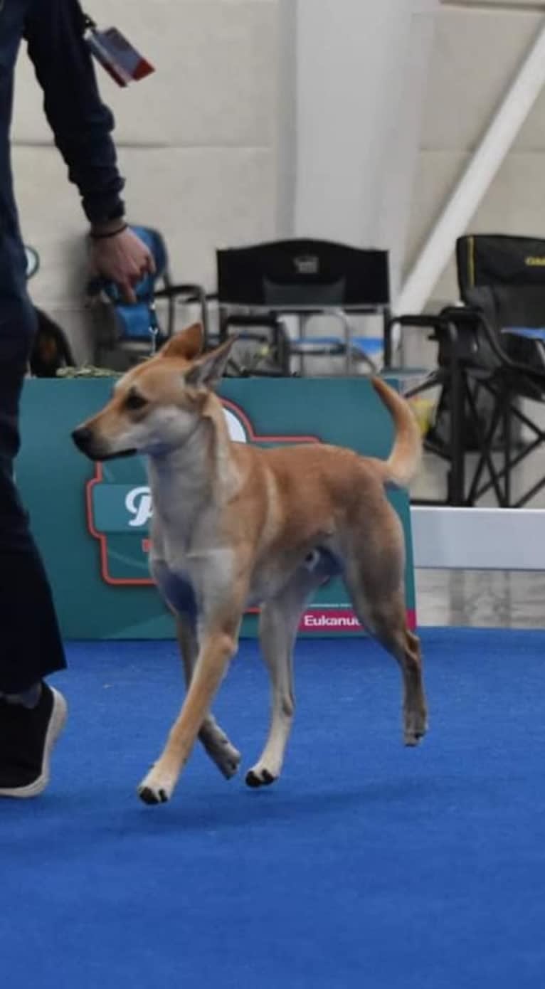 Bones, a Carolina Dog tested with EmbarkVet.com