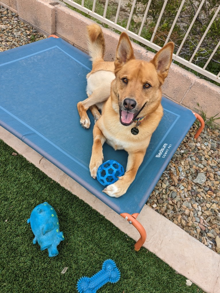 Nico, a Siberian Husky and Rottweiler mix tested with EmbarkVet.com