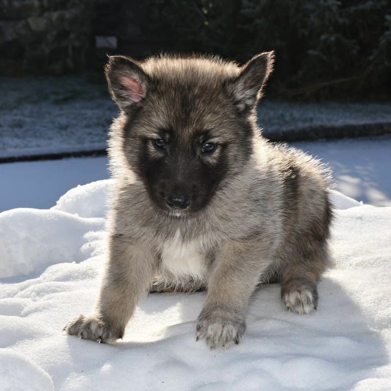 Flynn Rider, a Siberian Husky and German Shepherd Dog mix tested with EmbarkVet.com
