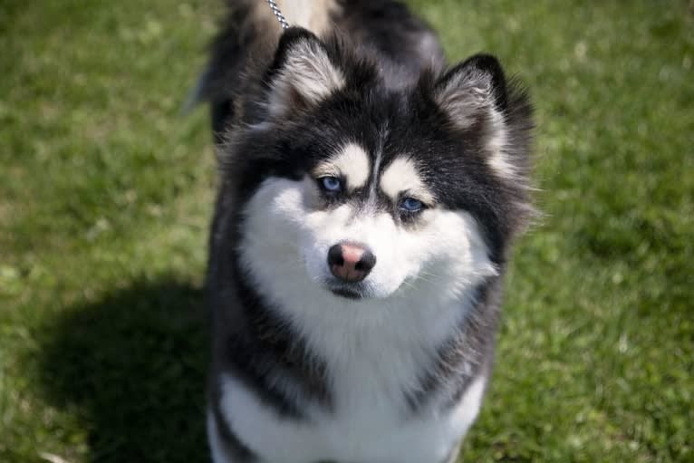 Stella, a Siberian Husky and Pomeranian mix tested with EmbarkVet.com