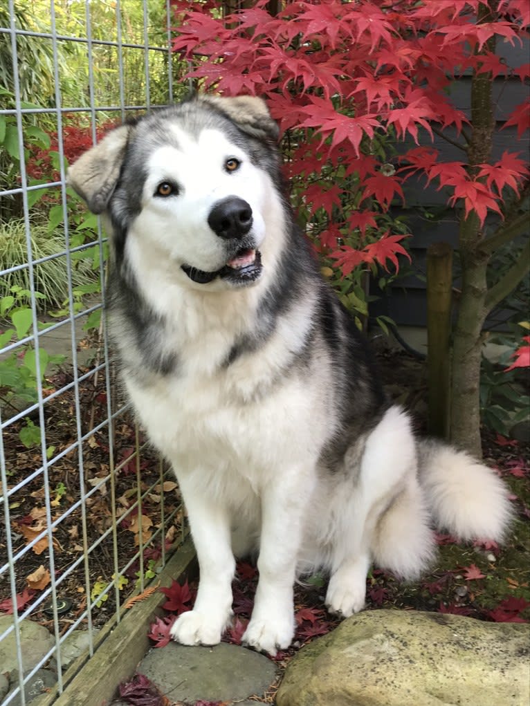 Yukon, an Alaskan Malamute and German Shepherd Dog mix tested with EmbarkVet.com