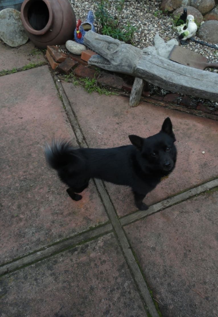 Renard, a Pomeranian and Russell-type Terrier mix tested with EmbarkVet.com