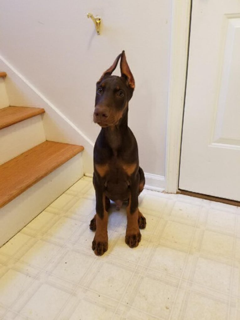 Canelo, a Doberman Pinscher tested with EmbarkVet.com