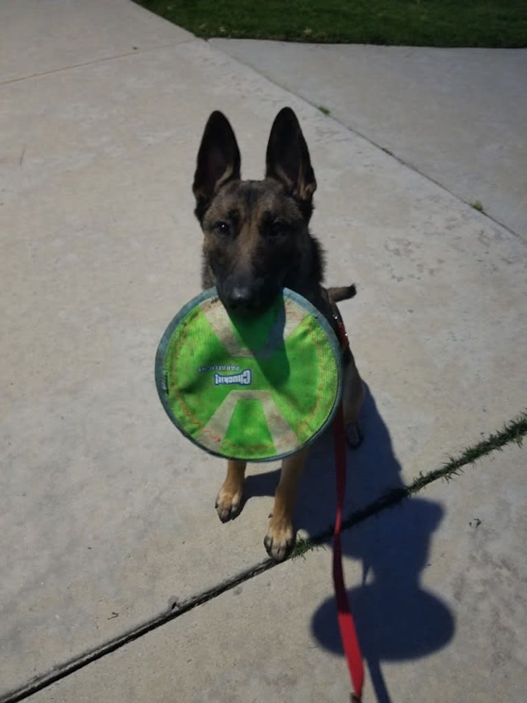 Parker, a German Shepherd Dog and Belgian Malinois mix tested with EmbarkVet.com