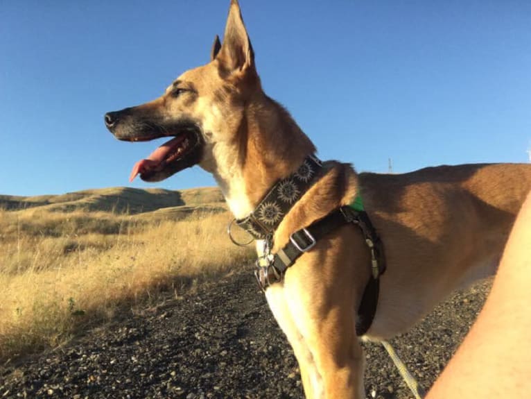Raleigh, a Formosan Mountain Dog tested with EmbarkVet.com