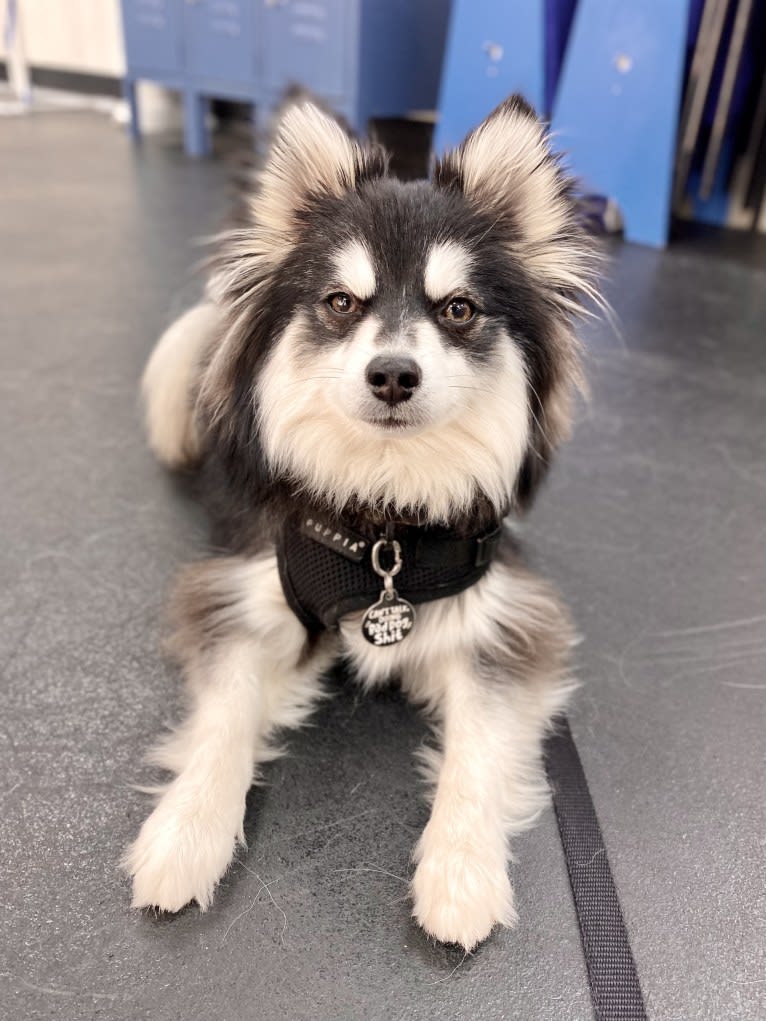 Gunner, a Pomsky tested with EmbarkVet.com