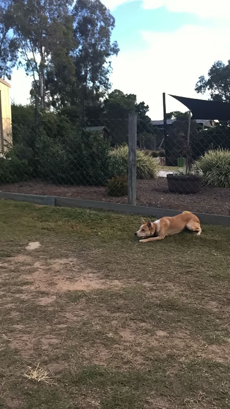 Photo of Chamonix, an Australian Cattle Dog, Australian Kelpie, Border Collie, and Mixed mix in Australia