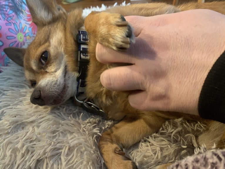 Wesley, a Chihuahua tested with EmbarkVet.com