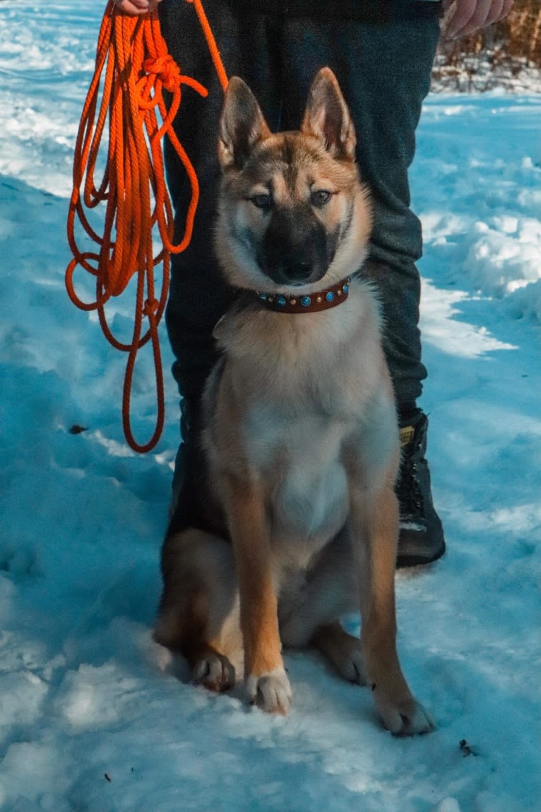 Raven, a West Siberian Laika tested with EmbarkVet.com