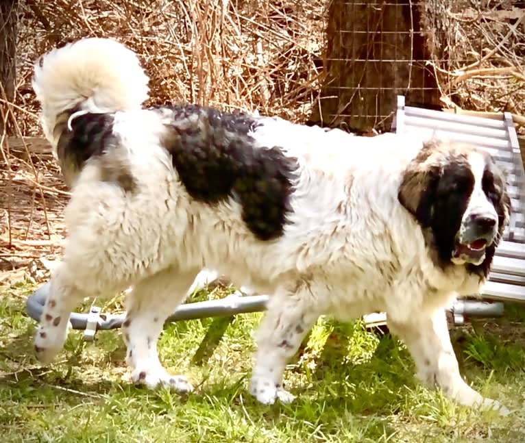 Lois Mamariga, a Pyrenean Mastiff tested with EmbarkVet.com