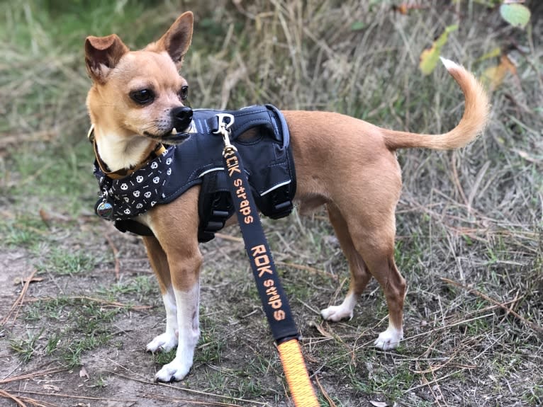 Coyote, a Chihuahua and Rat Terrier mix tested with EmbarkVet.com