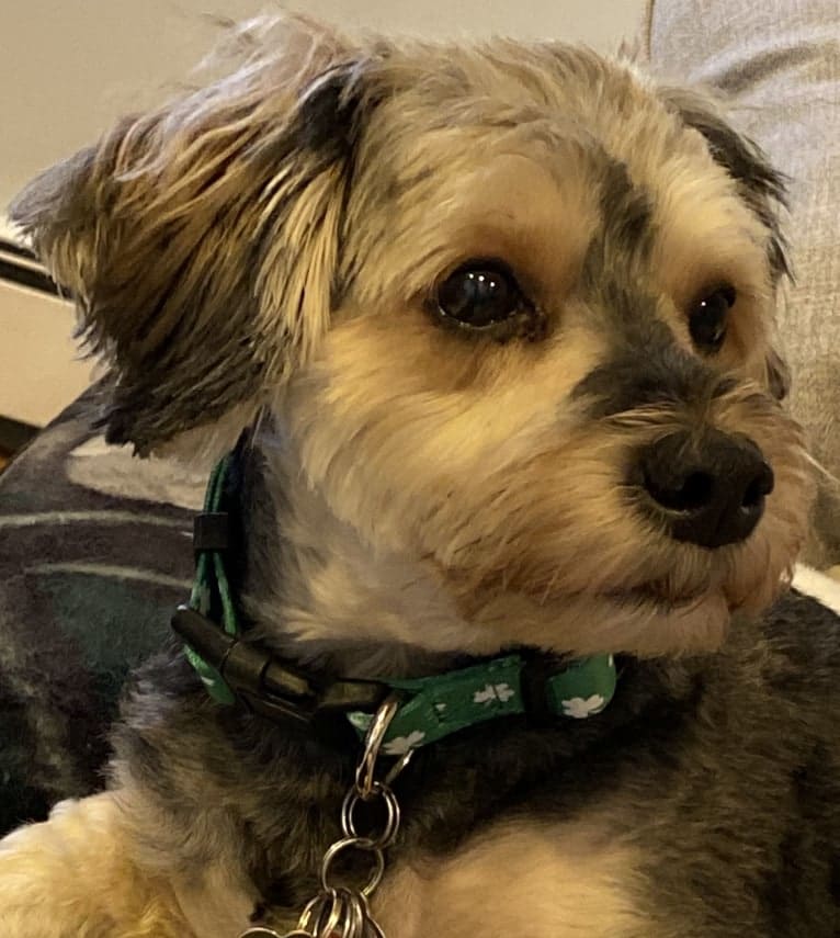 Dante, a Yorkipoo (3.3% unresolved) tested with EmbarkVet.com