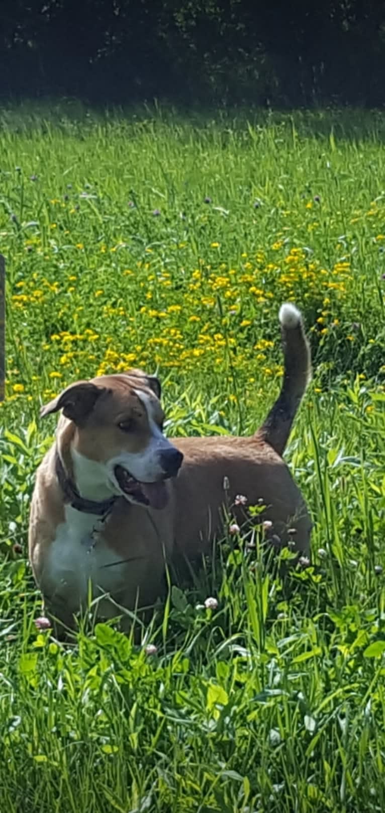 Chopper, a Bulldog and Border Collie mix tested with EmbarkVet.com