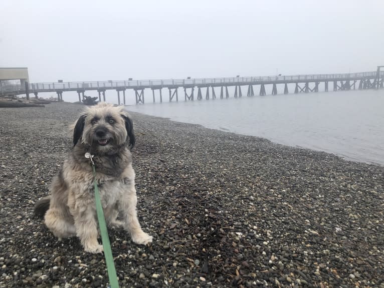 Henny, a West Asian Village Dog tested with EmbarkVet.com