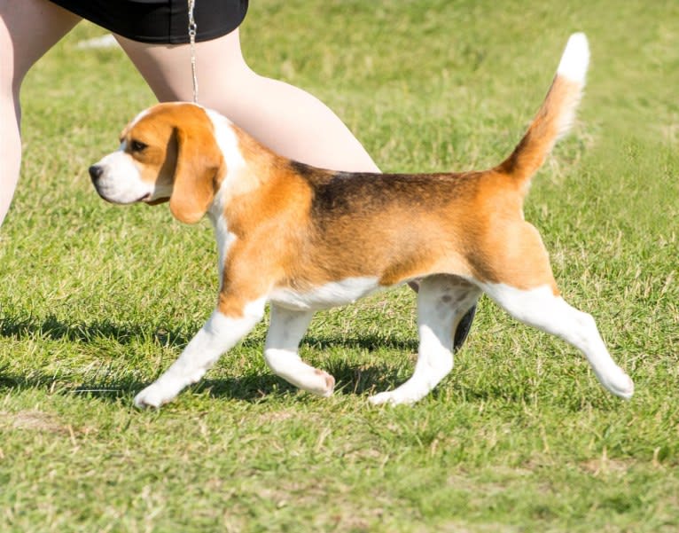 ILY, a Beagle tested with EmbarkVet.com