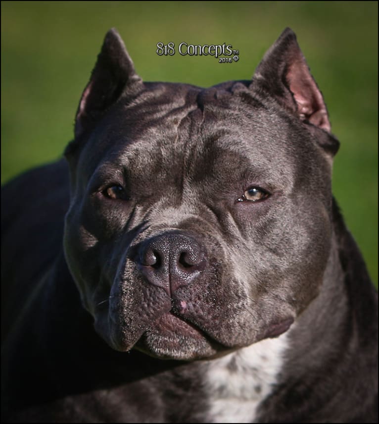 ABKC Ch. Inna Blue Moon-Luna Azul, an American Bully tested with EmbarkVet.com