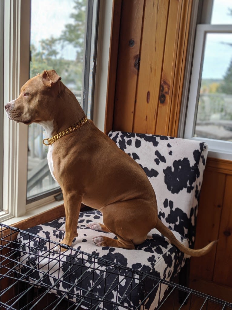 Bella, an American Bully tested with EmbarkVet.com