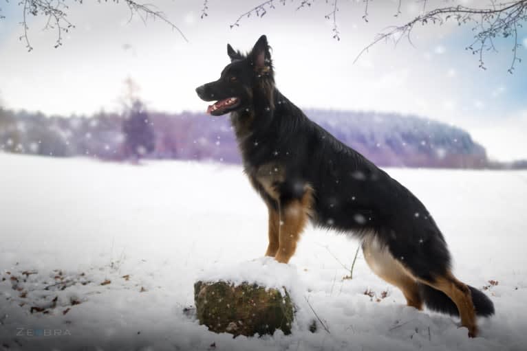 Edda, a German Shepherd Dog tested with EmbarkVet.com