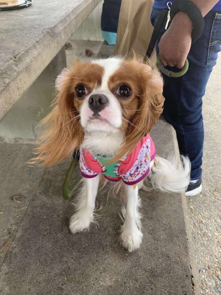 Rose Tyler, a Cavalier King Charles Spaniel tested with EmbarkVet.com