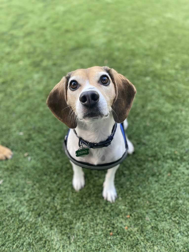 Zero, a Beagle tested with EmbarkVet.com