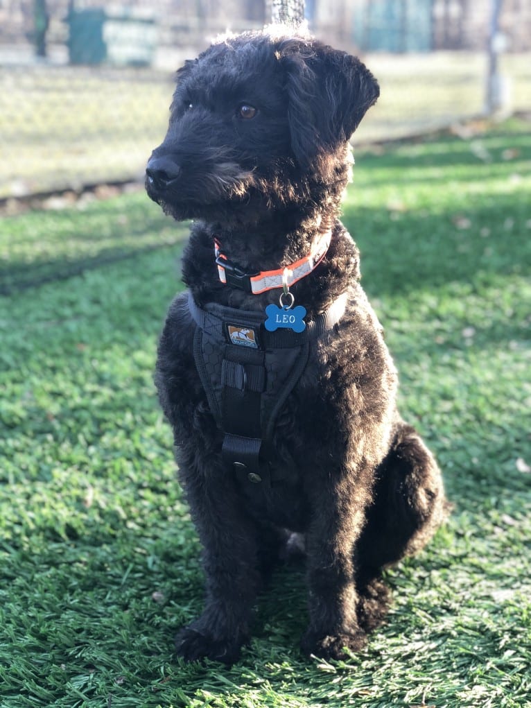 Leo, a Poodle (Standard) and Beagle mix tested with EmbarkVet.com