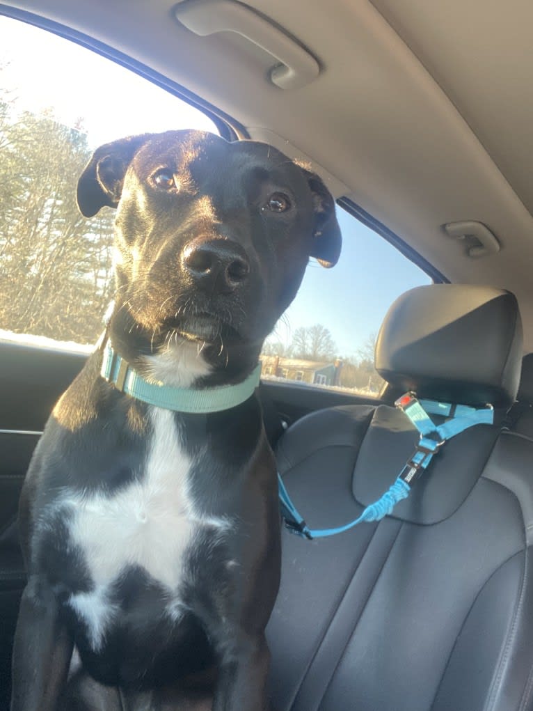 Phoenix, a Labrador Retriever and American Pit Bull Terrier mix tested with EmbarkVet.com