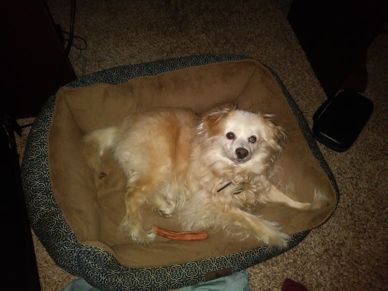 Missy, a Cocker Spaniel and Pomeranian mix tested with EmbarkVet.com